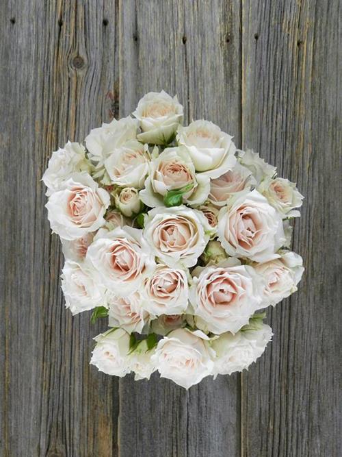 MIKADO  WHITE SPRAY ROSES